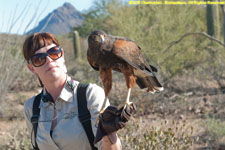docent and Harris Hawk